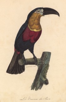 Красногрудый тукан (лист из альбома литографий "Галерея птиц... королевского сада", изданного в Париже в 1822 году)