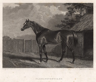 Чистокровный верховой жеребец-производитель по кличке Безраздельный. Лондон, 1837