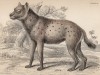 Гиена (Lupus marinus (лат.)) (лист 25 тома V "Библиотеки натуралиста" Вильяма Жардина, изданного в Эдинбурге в 1840 году)