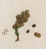 Гвоздичный перец (Amonum verum) -- крупный красный перец чили, из которого делают паприку (лист 371 "Гербария" Элизабет Блеквелл, изданного в Нюрнберге в 1757 году)