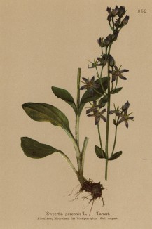 Шверция пиренейская (Sweertia perennis (лат.)) (из Atlas der Alpenflora. Дрезден. 1897 год. Том IV. Лист 352)