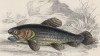 Трахира (Erythrinus macrodon (лат.)) (лист 27 XXXIX тома "Библиотеки натуралиста" Вильяма Жардина, изданного в Эдинбурге в 1860 году)