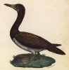 Турпан обыкновенный (лист из альбома литографий "Галерея птиц... королевского сада", изданного в Париже в 1825 году)
