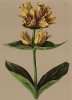 Горечавка точечная (Gentiana punctata (лат.)) (из Atlas der Alpenflora. Дрезден. 1897 год. Том IV. Лист 331)