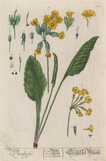 Первоцвет, или примула (Primula (лат.)) — род растений из семейства первоцветные. Большинство видов — красивоцветущие невысокие травы (лист 226 "Гербария" Элизабет Блеквелл, изданного в Нюрнберге в 1757 году)