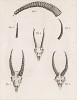 Рога козлов и баранов (лист XXXI иллюстраций к двенадцатому тому знаменитой "Естественной истории" графа де Бюффона, изданному в Париже в 1764 году)
