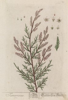 Тамариск (Tamariscus (лат.)) -- одно из главных священных деревьев шумеров (лист 331 "Гербария" Элизабет Блеквелл, изданного в Нюрнберге в 1757 году)