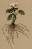 Лютик белорозолистный (Ranunculus parnassifolius (лат.)) (из Atlas der Alpenflora. Дрезден. 1897 год. Том II. Лист 133)