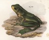 Лягушка Lymnodytes chalconotus (лат.) (из Naturgeschichte der Amphibien in ihren Sämmtlichen hauptformen. Вена. 1864 год)