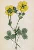 Лапчатка крупноцветная (Potentilla grandiflora (лат.)) (лист 143 известной работы Йозефа Карла Вебера "Растения Альп", изданной в Мюнхене в 1872 году)