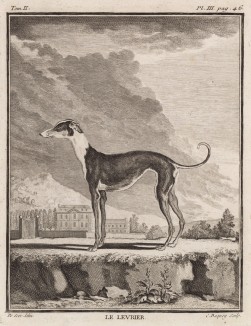 Левретка (лист III иллюстраций ко второму тому знаменитой "Естественной истории" графа де Бюффона, изданному в Париже в 1749 году)