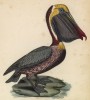 Пеликан (лист из альбома литографий "Галерея птиц... королевского сада", изданного в Париже в 1825 году)