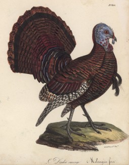 Дикий индюк (лист из альбома литографий "Галерея птиц... королевского сада", изданного в Париже в 1825 году)