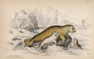 Тюлень Phoca leoporina (лат.), именуемый русскими морской заяц (лист 9 тома VI "Библиотеки натуралиста" Вильяма Жардина, изданного в Эдинбурге в 1843 году)
