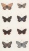 Бабочки рода Polyommatus: Thersamon (1), Xanthe (2), Thelle (3), а также рода Lycaena: Battus (4), Hylas (5), Amyntas (6), Aegon (7), Argus (8) (лат.) (лист 24)