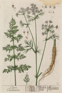 Тмин, или тимон, или полевой анис (Carvi Cuminum (лат.) (лист 529 "Гербария" Элизабет Блеквелл, изданного в Нюрнберге в 1760 году)