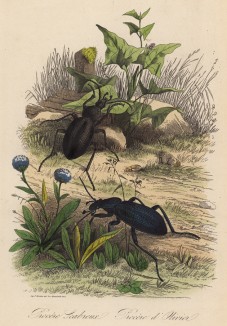 Две жужелицы в хороший день (иллюстрация к работе Ахилла Конта Musée d'histoire naturelle, изданной в Париже в 1854 году)