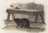 Мышь обыкновенная (Лондон. 1808 год. Лист 27)