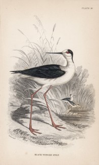 Ходулочник (Himantopus melanopterus (лат.)) (лист 18 тома XXVI "Библиотеки натуралиста" Вильяма Жардина, изданного в Эдинбурге в 1842 году)