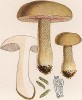 Желчный гриб, горчак, он же ложный белый гриб, Boletus felleus Bull. (лат.). Дж.Бресадола, Funghi mangerecci e velenosi, т.II, л.176. Тренто, 1933