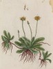 Ястребинка волосистая (Hieracium pilosella (лат.)) — многолетнее травянистое растение семейства астровые (лист 365 "Гербария" Элизабет Блеквелл, изданного в Нюрнберге в 1757 году)