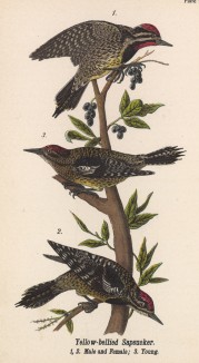 Самец (1), самка (2) и птенец (3) дятла желтобрюхого (Sphyrapicus varius) (лист 77 известной работы Бенджамина Уоррена "Птицы Пенсильвании", иллюстрированной по мотивам оригиналов Джона Одюбона. США. 1890 год)