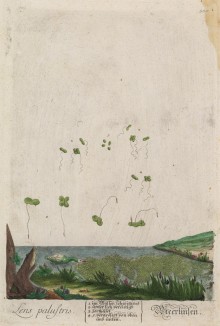 Чистец болотный (Lens palustris (лат.)) -- сорняк и медонос (лист 380 "Гербария" Элизабет Блеквелл, изданного в Нюрнберге в 1757 году)