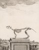 Скелет (лист LVII иллюстраций к шестому тому знаменитой "Естественной истории" графа де Бюффона, изданному в Париже в 1756 году)