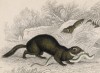 Хорь, убивший змею (Mustela Putorius (лат.)) (лист 10 тома VII "Библиотеки натуралиста" Вильяма Жардина, изданного в Эдинбурге в 1838 году)