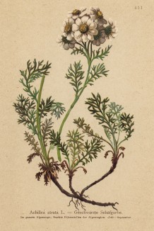 Тысячелистник черноватый ( Achillea atrata (лат.)) (из Atlas der Alpenflora. Дрезден. 1897 год. Том V. Лист 451)