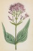 Центрантус (кентрантус) красный (Centranthus ruber (лат.)) (лист 192 известной работы Йозефа Карла Вебера "Растения Альп", изданной в Мюнхене в 1872 году)