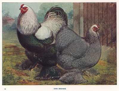 Петух и курица породы тёмная брама. The New Book of Poultry. Лондон, 1902