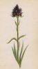 Нигрителла узколистная (Nigritella angustifolia (лат.)) (лист 377 известной работы Йозефа Карла Вебера "Растения Альп", изданной в Мюнхене в 1872 году)