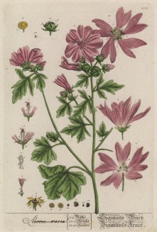 Шток-роза розовая, или шток-роза обыкновенная (Alcea rosea (лат.)) — травянистое растение из семейства мальвовые (лист 309 "Гербария" Элизабет Блеквелл, изданного в Нюрнберге в 1757 году)
