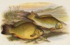 Карась и прусский карп (иллюстрация к "Пресноводным рыбам Британии" -- одной из красивейших работ 70-х гг. XIX века, выполненных в технике хромолитографии)