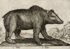 Медведь (лист из альбома Nova raccolta de li animali piu curiosi del mondo disegnati et intagliati da Antonio Tempesta... Рим. 1651 год)