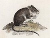 Симпатичнейшая мышка-норушка (Лондон. 1808 год. Лист 29)