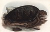 Атлантическая зелёная черепаха (Chelonia mydas (лат.)), чьё вкусное мясо и яйца считаются деликатесом. В XIX веке она называлась также съедобная черепаха (из Naturgeschichte der Amphibien in ihren Sämmtlichen hauptformen. Вена. 1864 год)