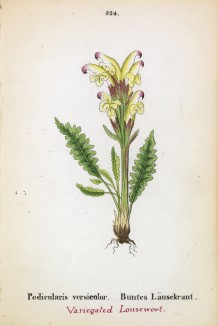 Мытник разноцветный (Pedicularis versicolor (лат.)) (лист 324 известной работы Йозефа Карла Вебера "Растения Альп", изданной в Мюнхене в 1872 году)