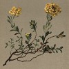 Алиссум Вульфена (Alyssum Wulfenianum (лат.)) (из Atlas der Alpenflora. Дрезден. 1897 год. Том II. Лист 174)