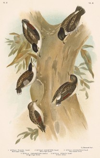 1-5. Изменчивая сителла. 1.Sittella pileata, 2.Sittella leucoptera, 3.Sittella leucocephala, 4.Sittella chrysoptera, 5.Sittella striata (лат.). The Birds of Australia comprising three hundred full-pagе illustrations... Т.IV, л.III. Мельбурн, 1890