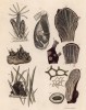 Коралловые полипы и губки (иллюстрация к работе Ахилла Конта Musée d'histoire naturelle, изданной в Париже в 1854 году)