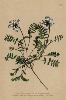 Астрагал альпийский (Astragalus alpinus (лат.)) (из Atlas der Alpenflora. Дрезден. 1897 год. Том III. Лист 252)