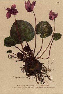 Цикламен европейский (Cyclamen europaeum (лат.)) (из Atlas der Alpenflora. Дрезден. 1897 год. Том IV. Лист 328)