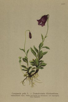 Колокольчик тёмный (Campanula pulla (лат.)) (из Atlas der Alpenflora. Дрезден. 1897 год. Том V. Лист 421)