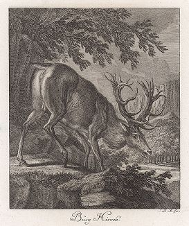 Насторожившийся олень. Гравюра Иоганна Элиаса Ридингера из Entwurff Einiger Thiere ..., Аугсбург, 1738. 