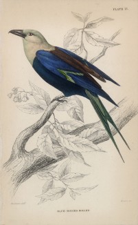 Сизоворонка, или ракша, или "зелёная ворона". Название "ракша" связано со звукоподражательным "рокотать" (Coracias cyanogaster (лат.)) (лист 13 тома XXIII "Библиотеки натуралиста" Вильяма Жардина, изданного в Эдинбурге в 1843 году)