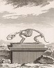 Скелет на пьедестале (лист XVII иллюстраций к тринадцатому тому знаменитой "Естественной истории" графа де Бюффона, изданному в Париже в 1765 году)