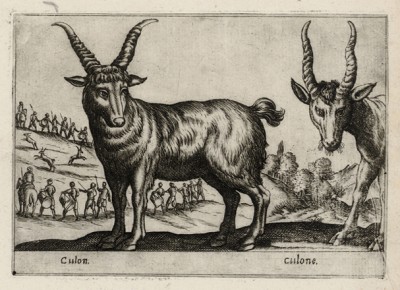 Горный козёл (лист из альбома Nova raccolta de li animali piu curiosi del mondo disegnati et intagliati da Antonio Tempesta... Рим. 1651 год)