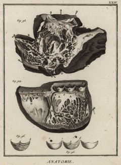 Анатомия. Часть сердца по М. Сенаку. (Ивердонская энциклопедия. Том I. Швейцария, 1775 год)